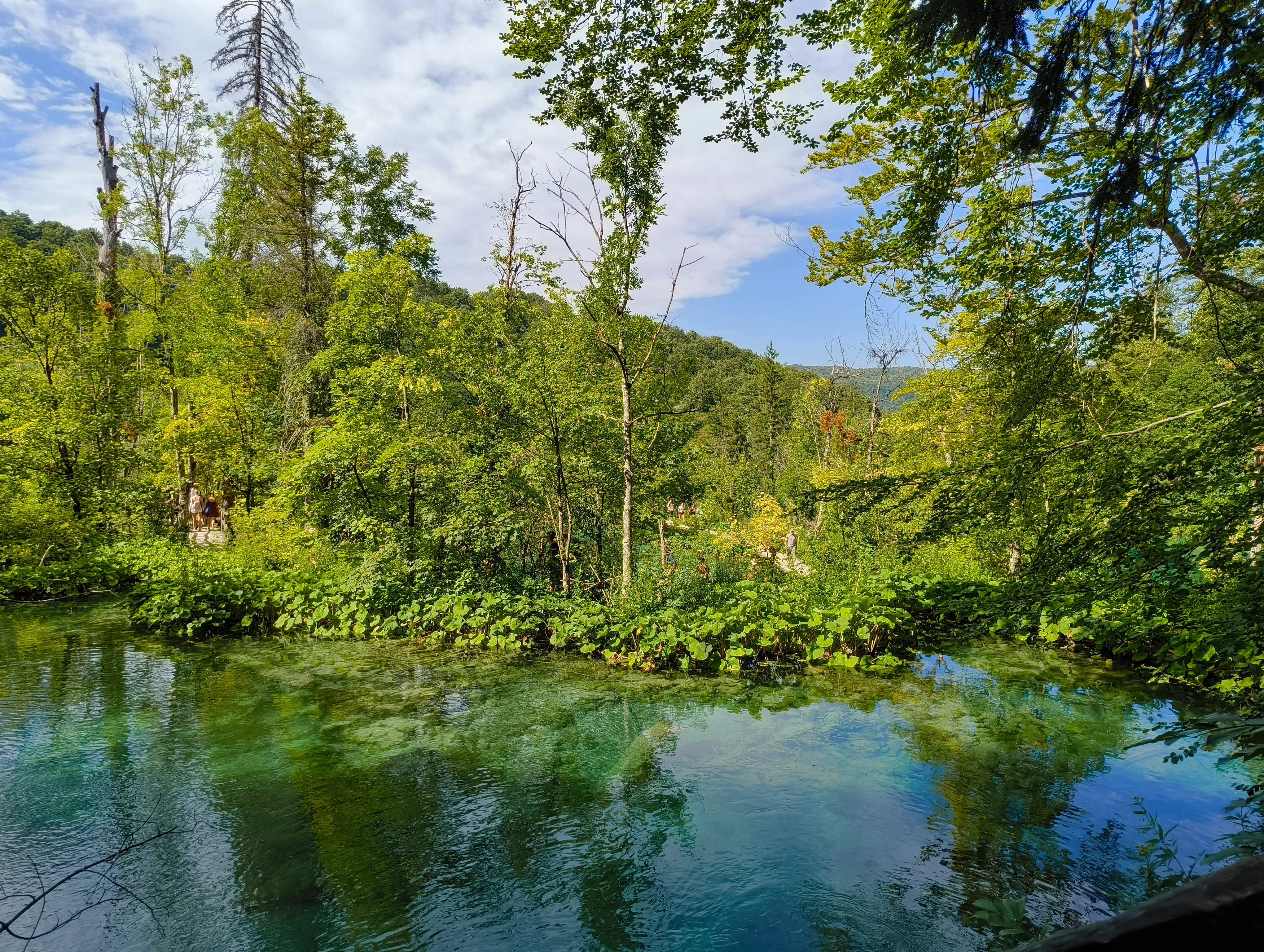 Woodland reflections