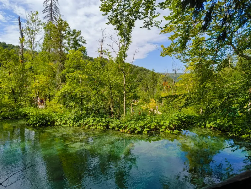 Woodland reflections
